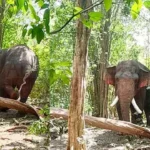 அக்போ’ என்ற ஆண் யானை கண்டெடுக்கப்பட்டது
