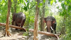 அக்போ’ என்ற ஆண் யானை கண்டெடுக்கப்பட்டது