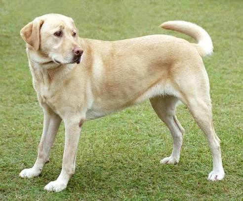 தெருநாய்களைக் கண்காணிப்பதற்காக அவற்றுக்கு மைக்ரோசிப் பொருத்தும் திட்டம் தொடங்கப்பட்டது